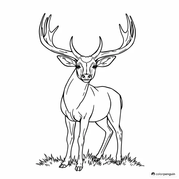 Simple Deer Standing Proud