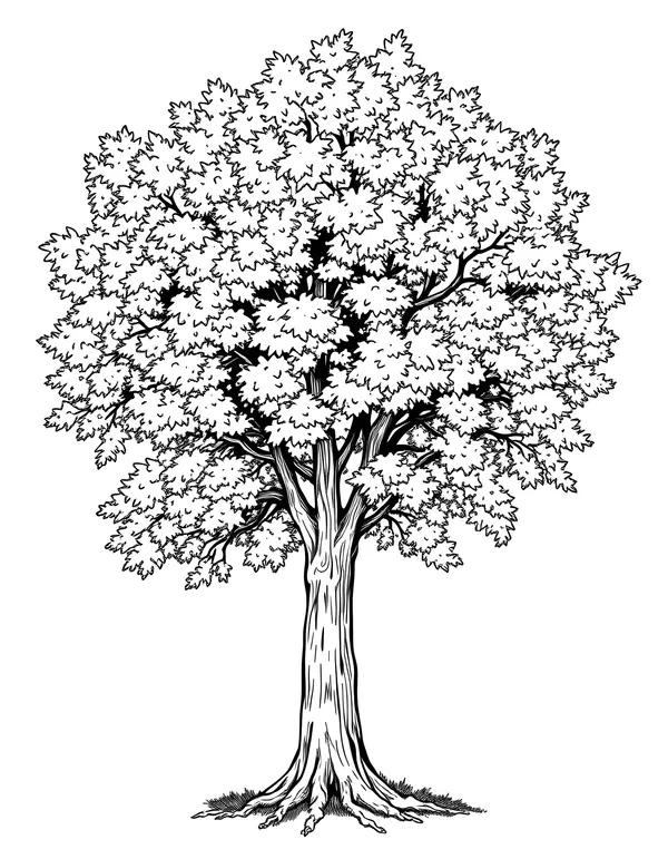 White Ash Tree