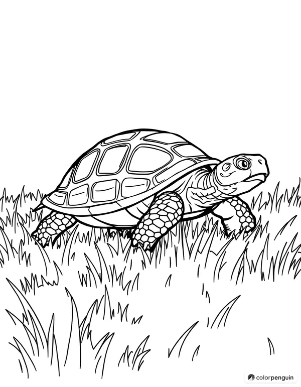 Tortoise exploring a grassy field