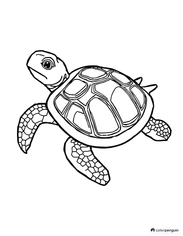 Turtle with a shell design