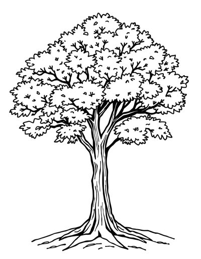 Elm Tree Coloring Page