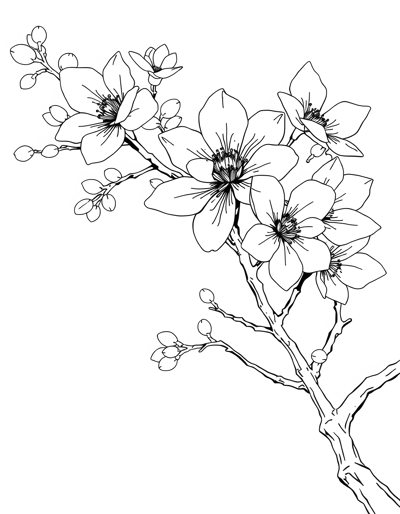 Japanese Cherry Blossom Coloring Page