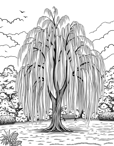 Willow Tree In Park Coloring Page