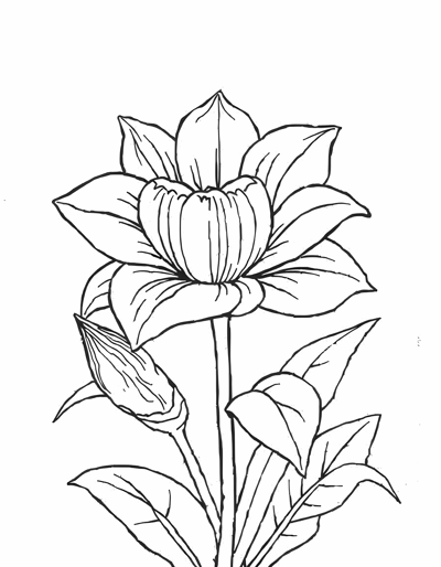 Flower With Garden Coloring Page