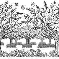 Cherry Blossom Festival Coloring Page