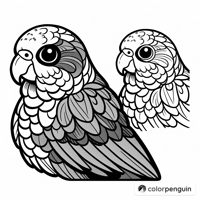 Green Cheek Conure Coloring Page