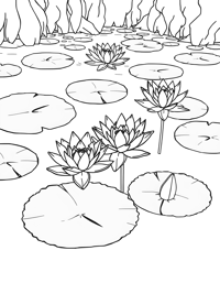 Tranquil Water Lilies Coloring Page