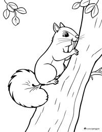Farting Squirrel On A Tree Coloring Page