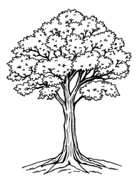 Elm Tree Coloring Page