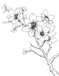 Japanese Cherry Blossom Coloring Page