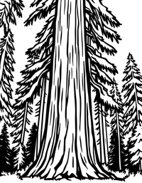 Redwood Tree Coloring Page