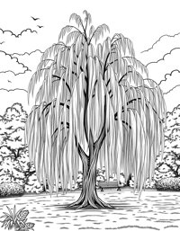 Willow Tree In Park Coloring Page