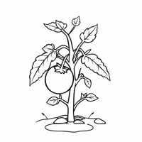 A Tomato With Roots Growing Underground Stem... Coloring Page