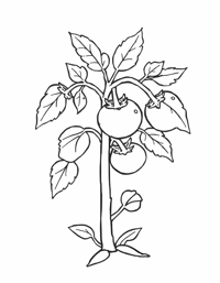 A Tomato With Roots Growing In The Soil Stem... Coloring Page