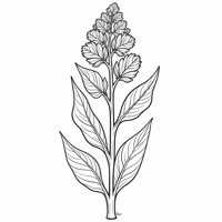 Ginger Plant! Coloring Page