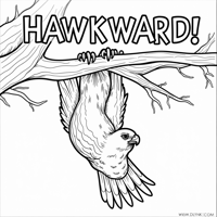 The Words HAWKWARD On The Top Of Page A Hawk... Coloring Page