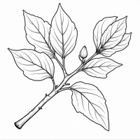 Emblica Coloring Page