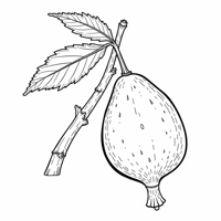 Emblica Coloring Page