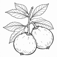Eugenia Fruit Coloring Page